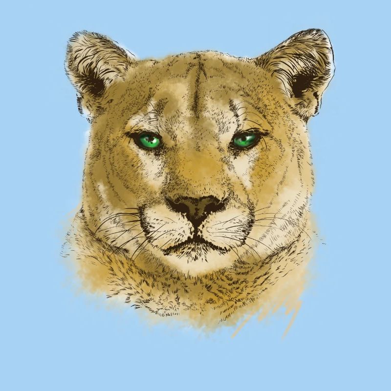 wildkatze
