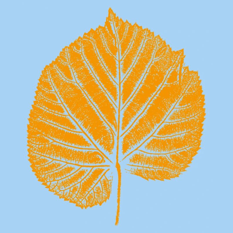 Linden leaf