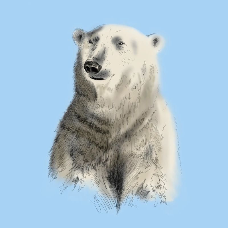 Eisbär