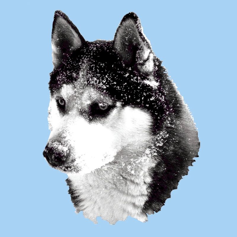 Husky head big