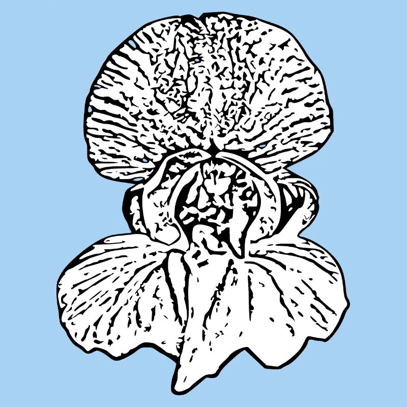 Fleur, Blanc, Fleurs, Fleur Blanche, Orchidée