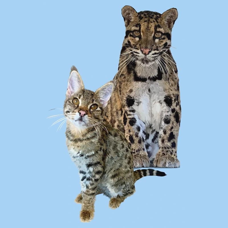 Clouded leopard and cat