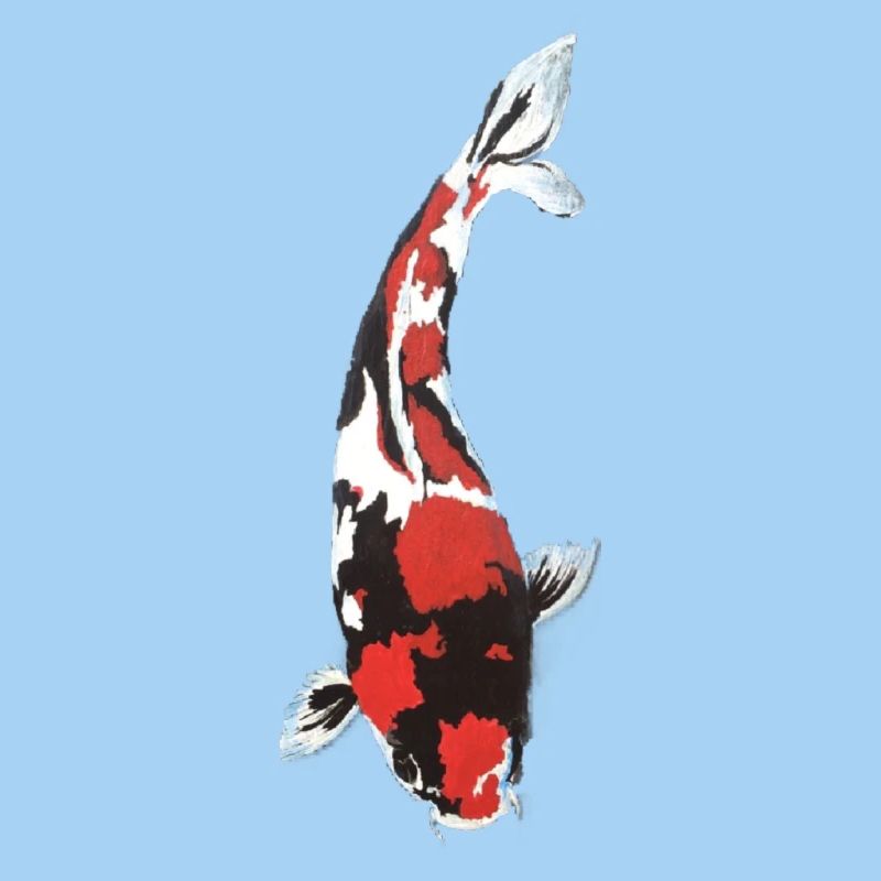 Koi Carp Splash: Red White Black