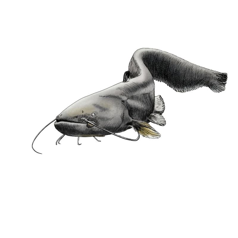 catfish