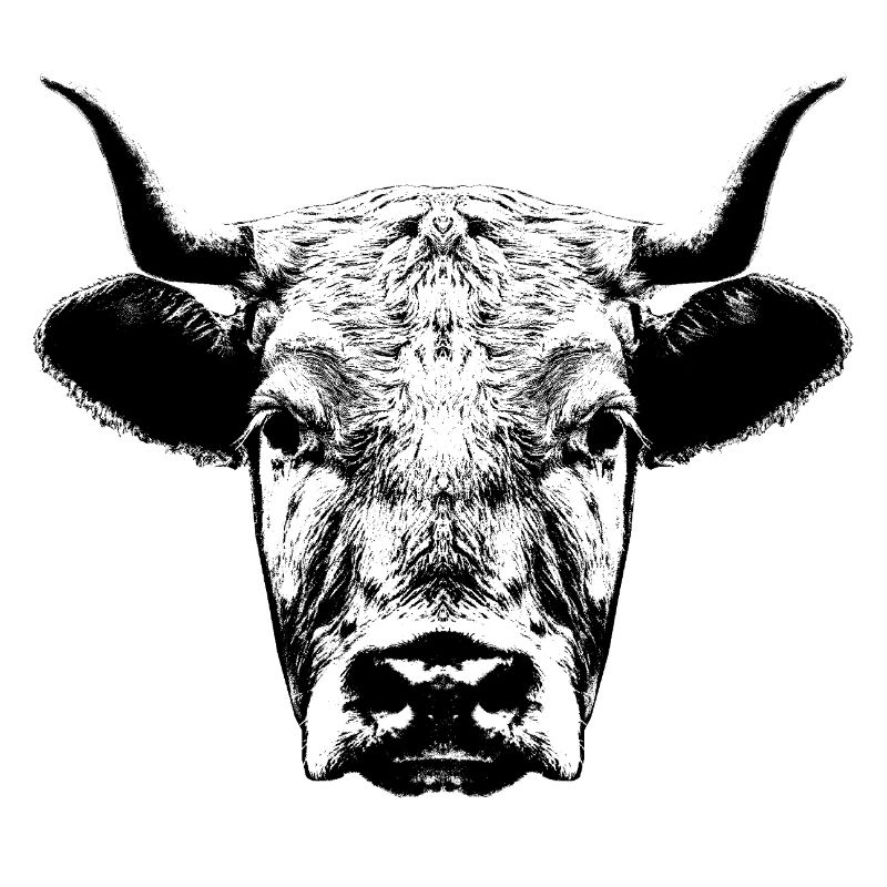Vache / Tête