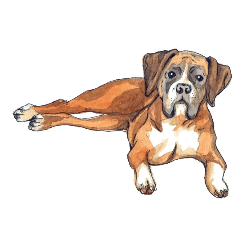 Deutscher Boxer