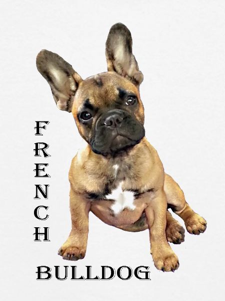 Frenchi