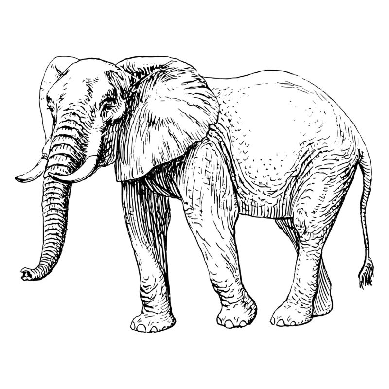 Elefant