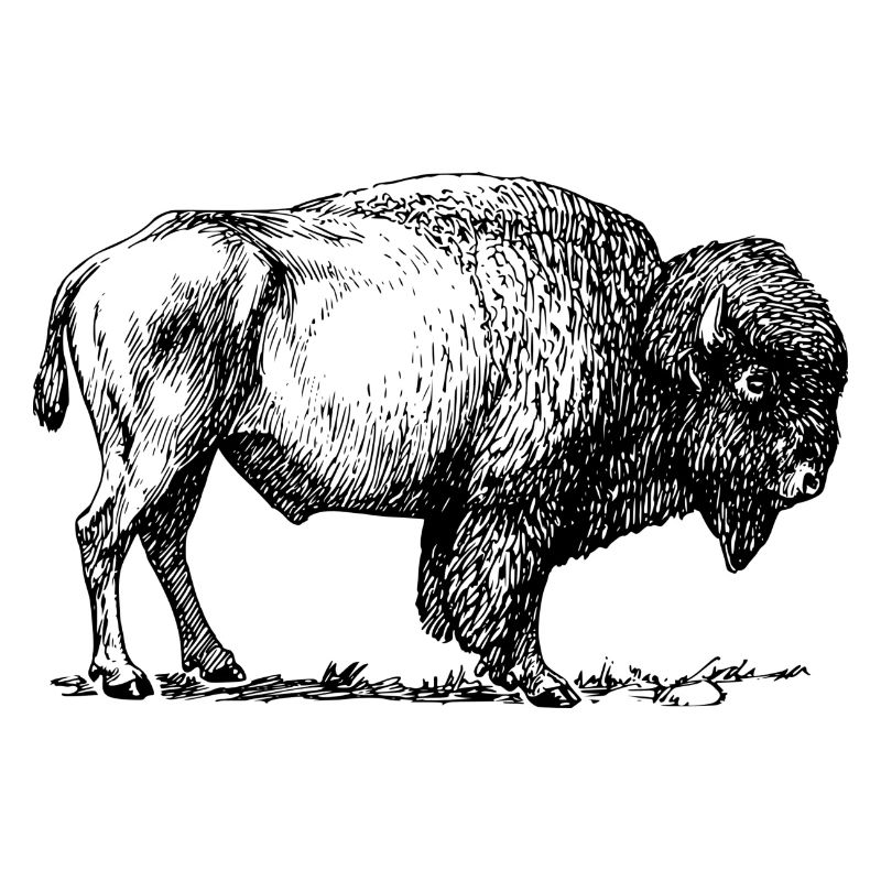 bison