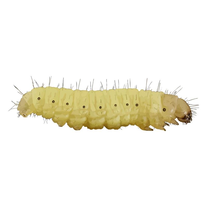 Caterpillar