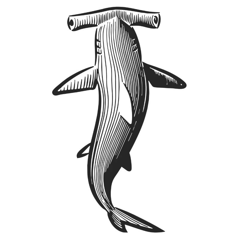 Conception de requin marteau