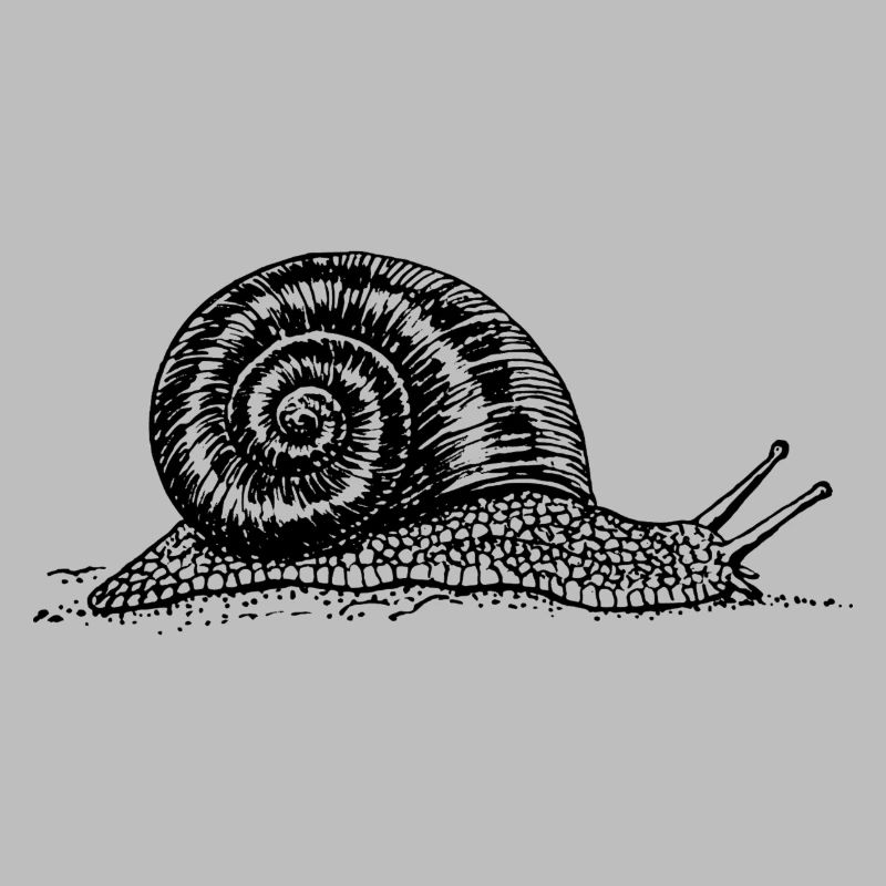 escargot noir et withe