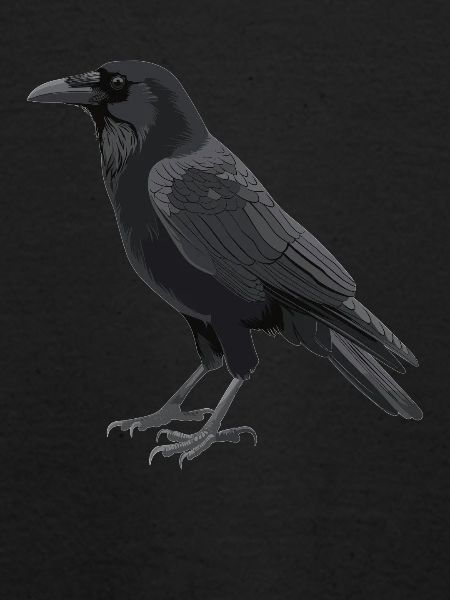 Krähen Krähe