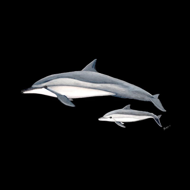 dauphin Spinner - dauphin à long bec - dauphin