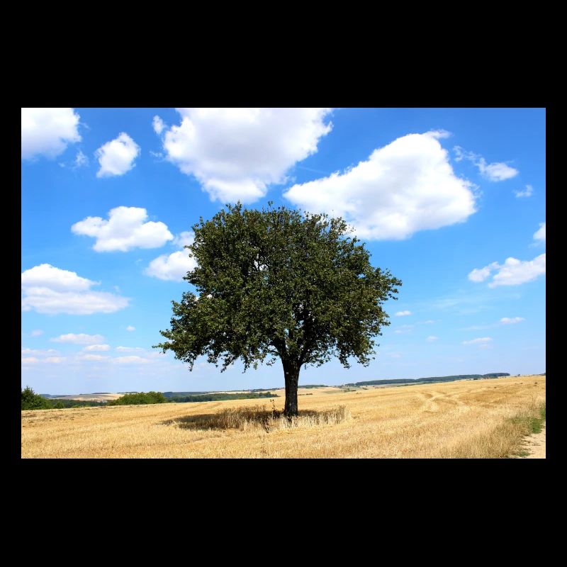 Baum, Umwelt, Natur