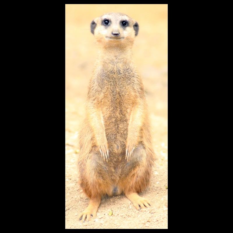 Erdmännchen