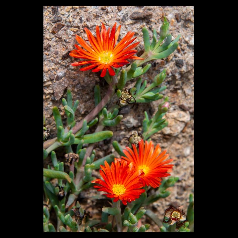 Hängende Eisblume Winterhartes Eis Delosperma