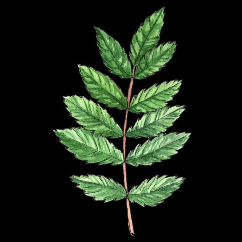Feuille d'une cendre