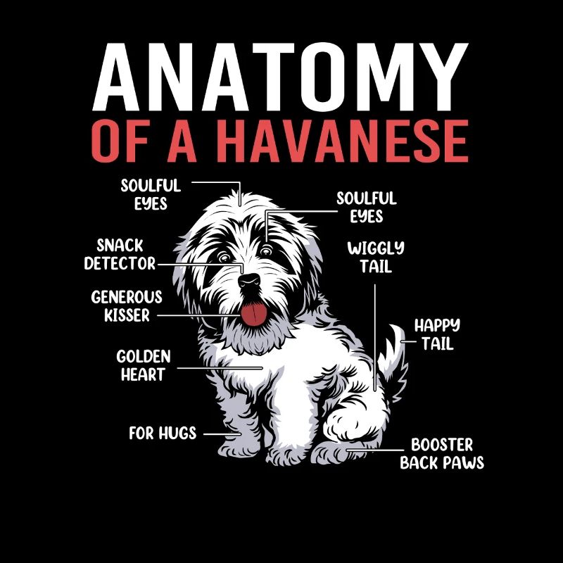 Havanese