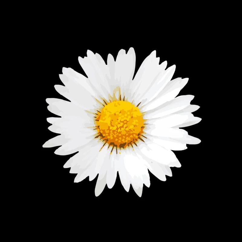 daisy