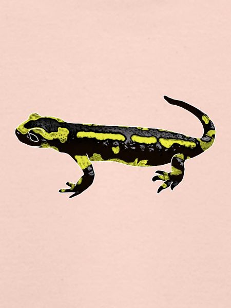 Feuersalamander