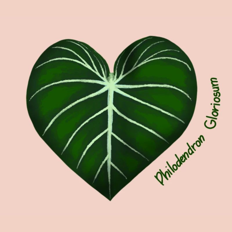 Philodendron Gloriosum