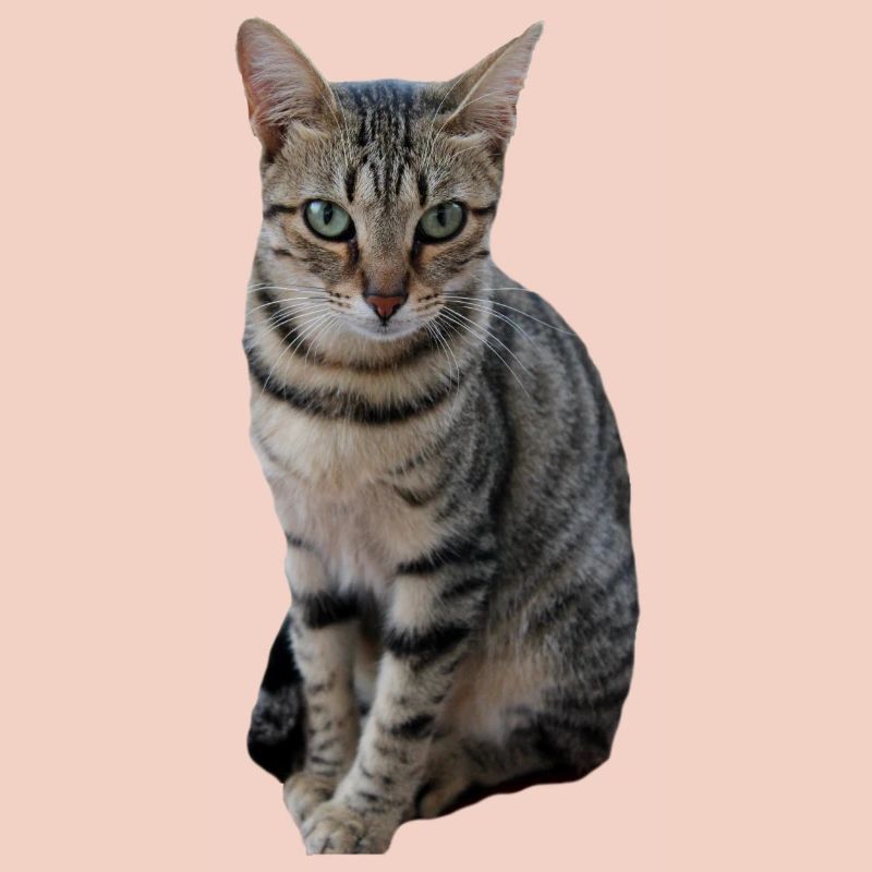 Chat chat chaton doux