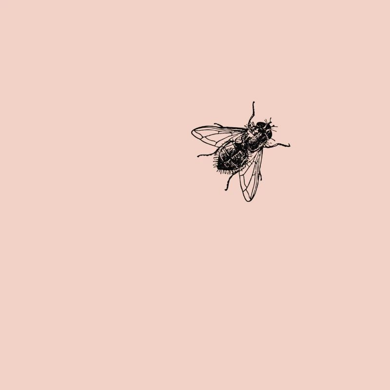fliege