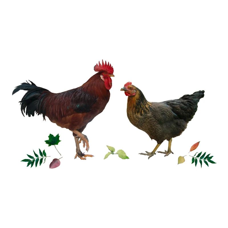 Coq et poulet