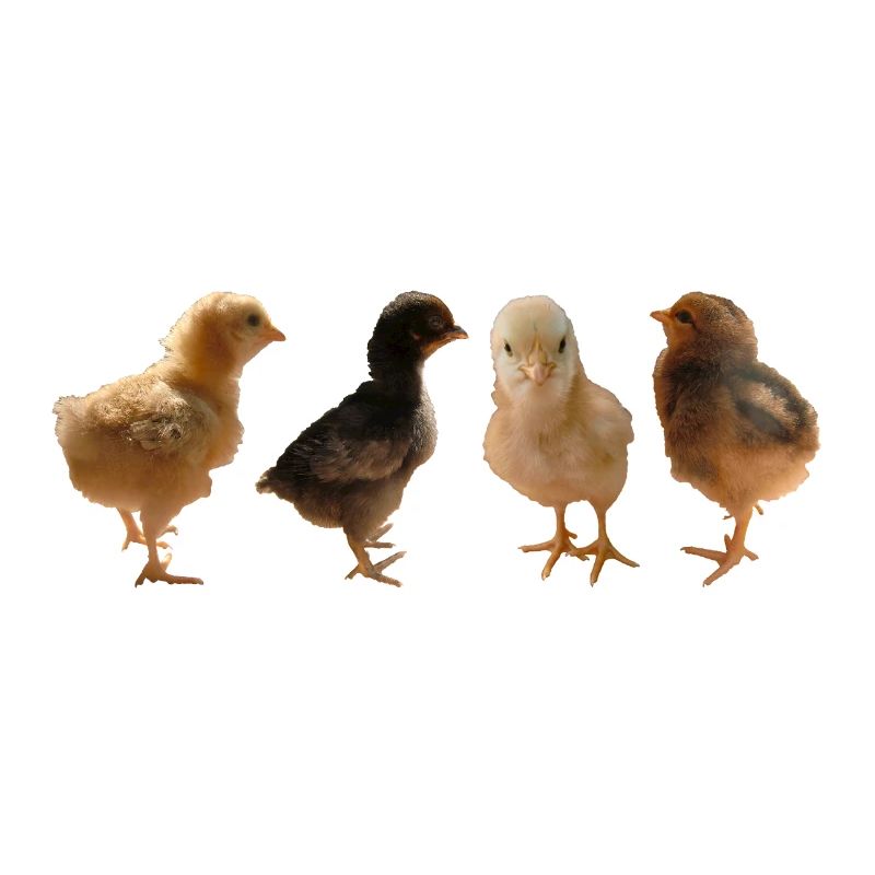 Chick