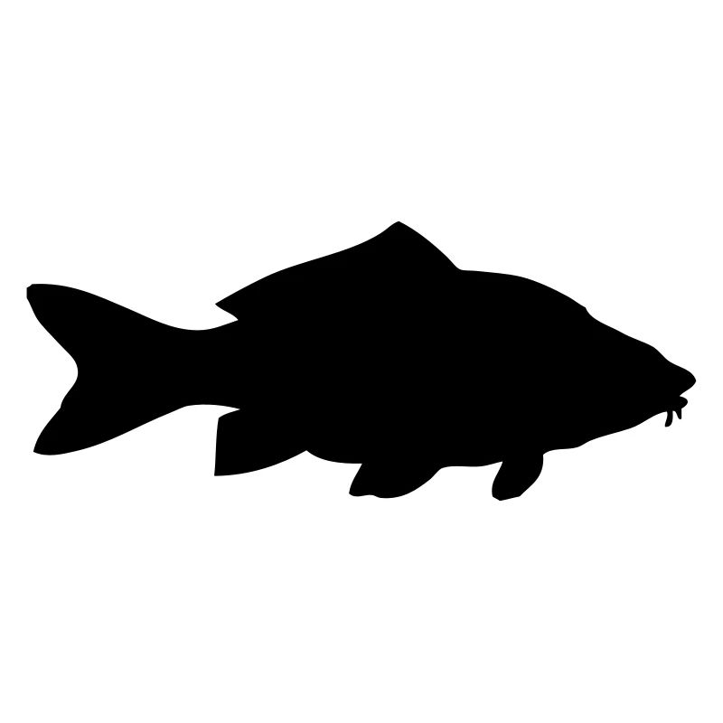 Karpfen - Fisch - Fish