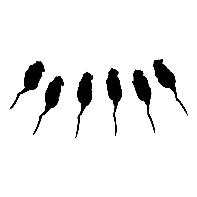 6 Ratten / 6 rats (1c)