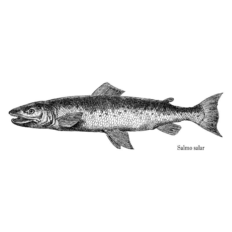 Lachs Kupferstich