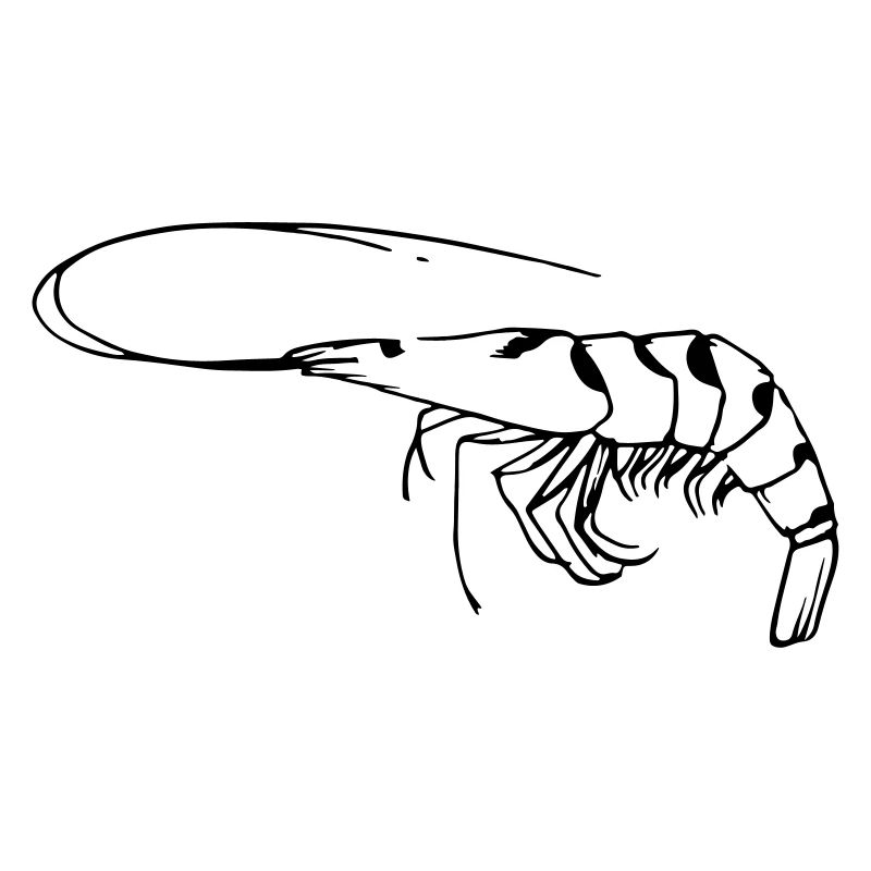 Garnele