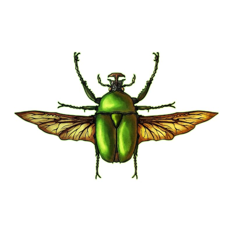 Insecte