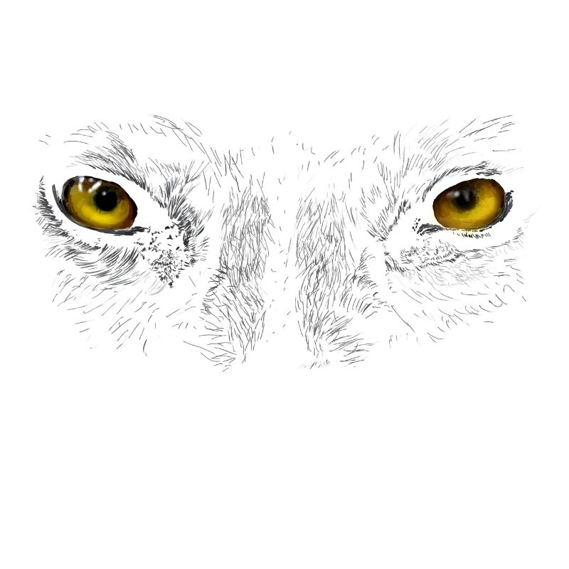 yeux