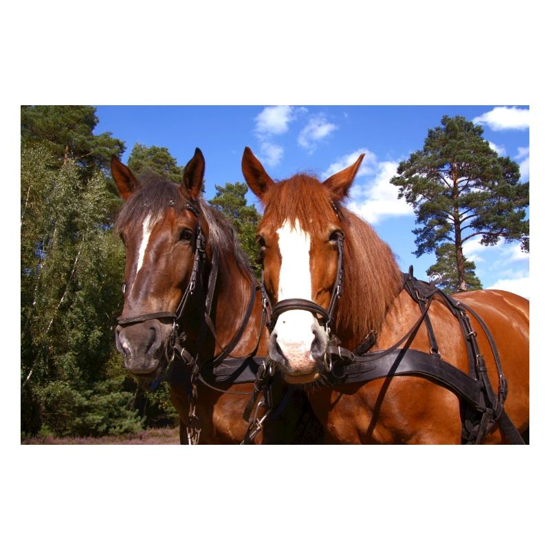 Équipe de chevaux