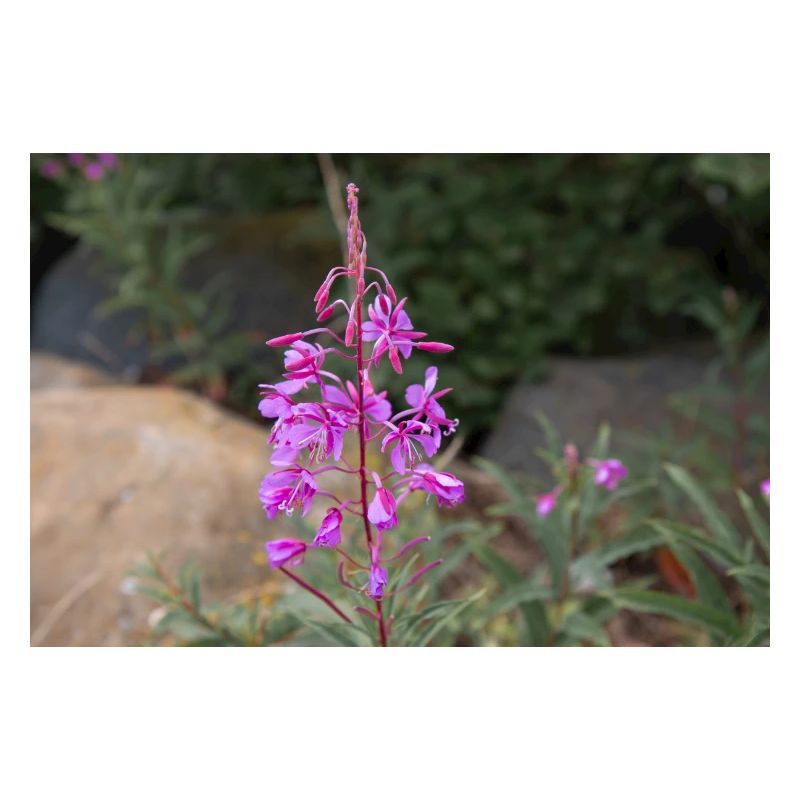 fireweed also willow herb also rosebay willowherb