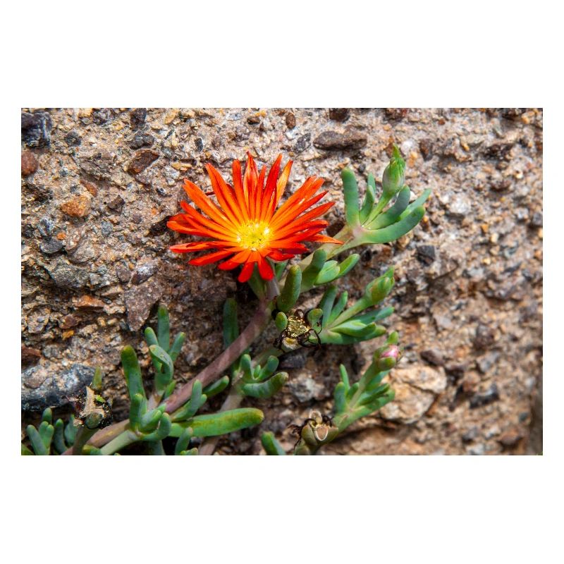 hängende Eisblume winterharte Eisblume rosa Karpfen