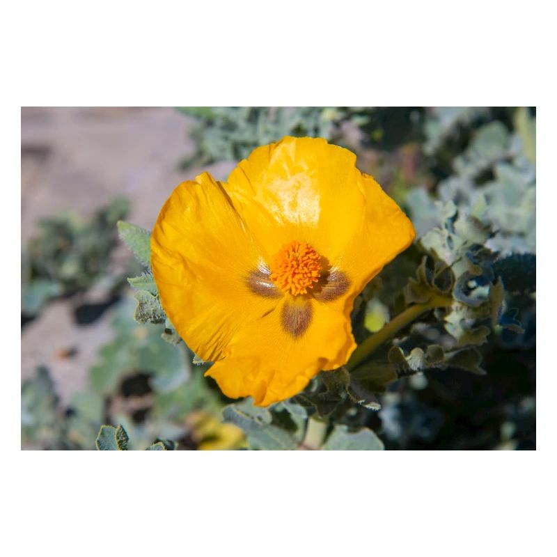 Hornmohn auch Hornmohn oder Seemohn (Gelber