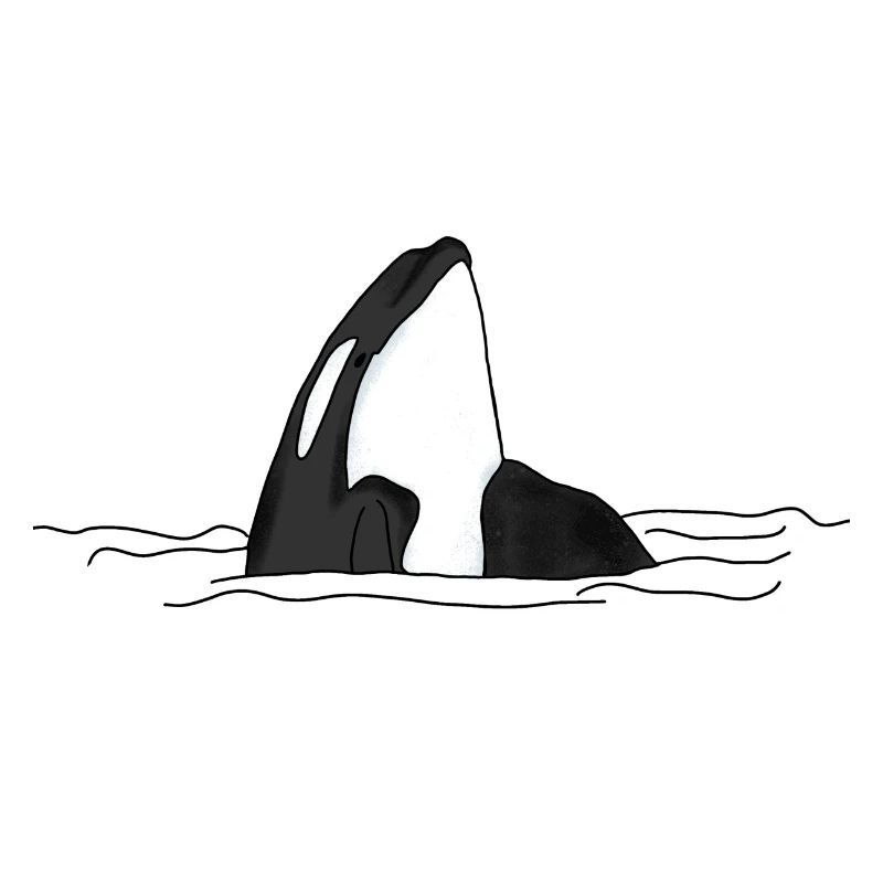 Orca