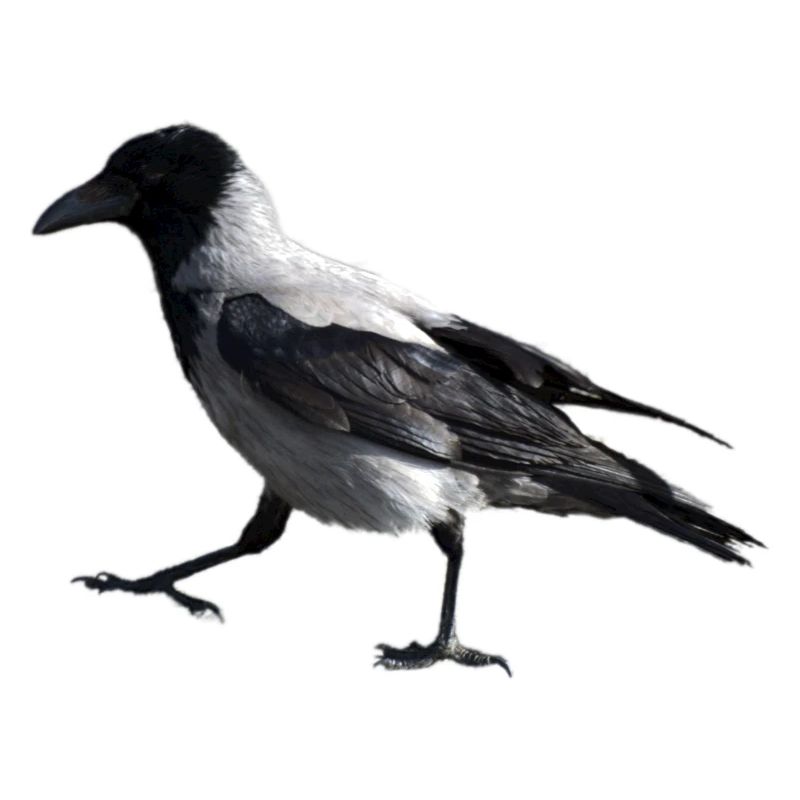 Un petit pas par un corbeau