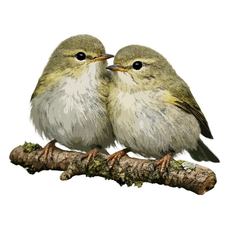 Chiffchaff auf Ast küssen