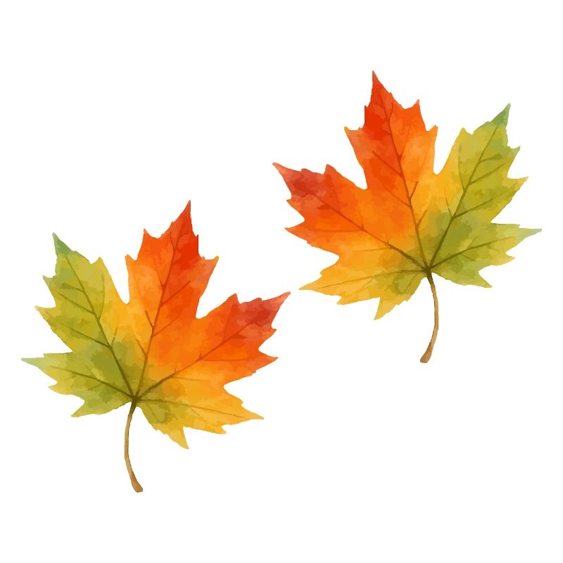 Leaf Maple Leaf Watercolor 2