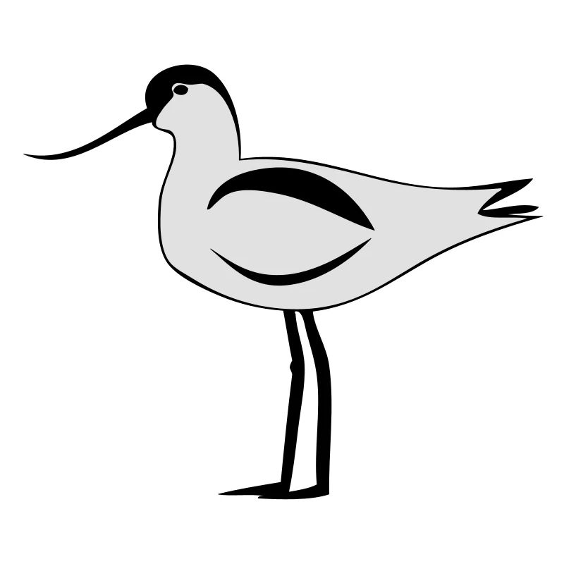 Avocette