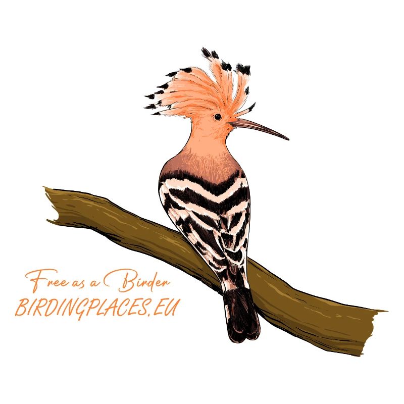 Hoopoe with raised crest on branch