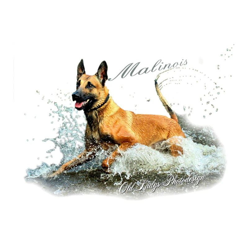 Malinois-Wasserratte