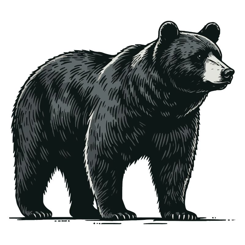 Black bear