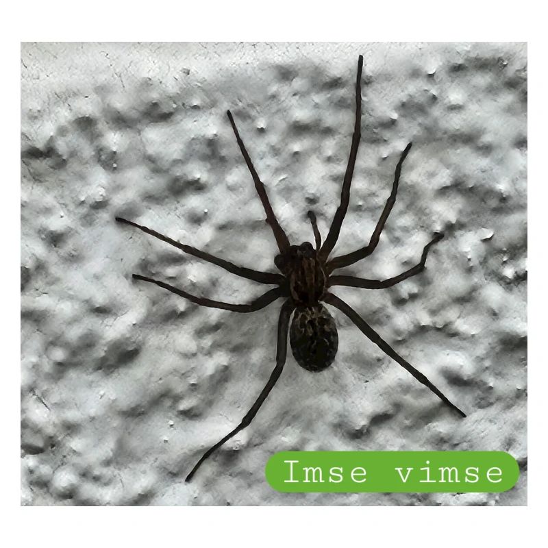 araignée