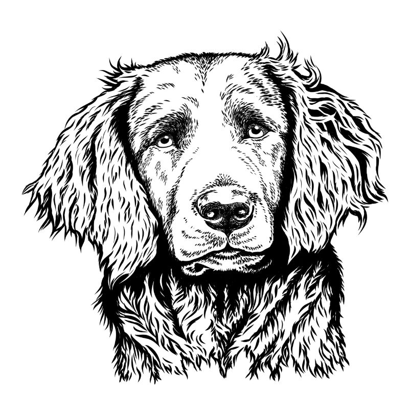 Portrait de caille